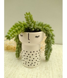 CACTUS TETE 2 ASS