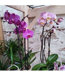 ORCHIDEE 3 BRANCHES + CACHE...