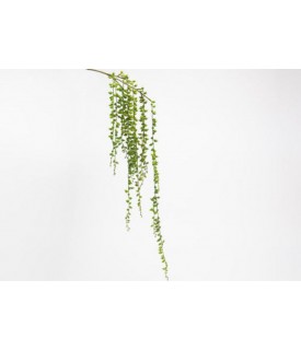 151736 PIQUET SENECIO...