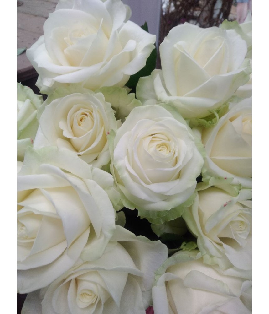 Belle rose Blanche nacrée taille 60 cm